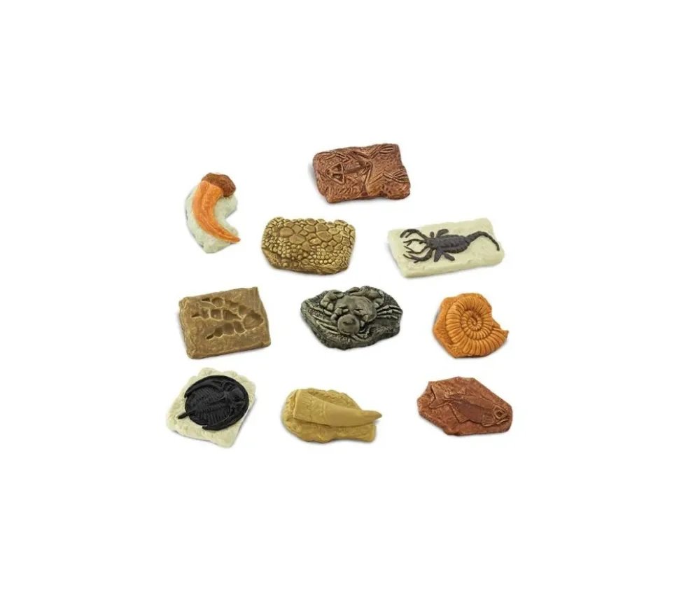 Anciens fossiles 4/5 cm - paléontologie 10 pièces