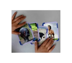 Cartes Flash - Matériel de vocabulaire, lecture et écriture - ANIMAUX