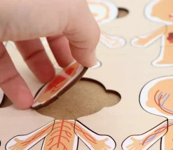 Corps humain découverte : 6 mini puzzles bois
