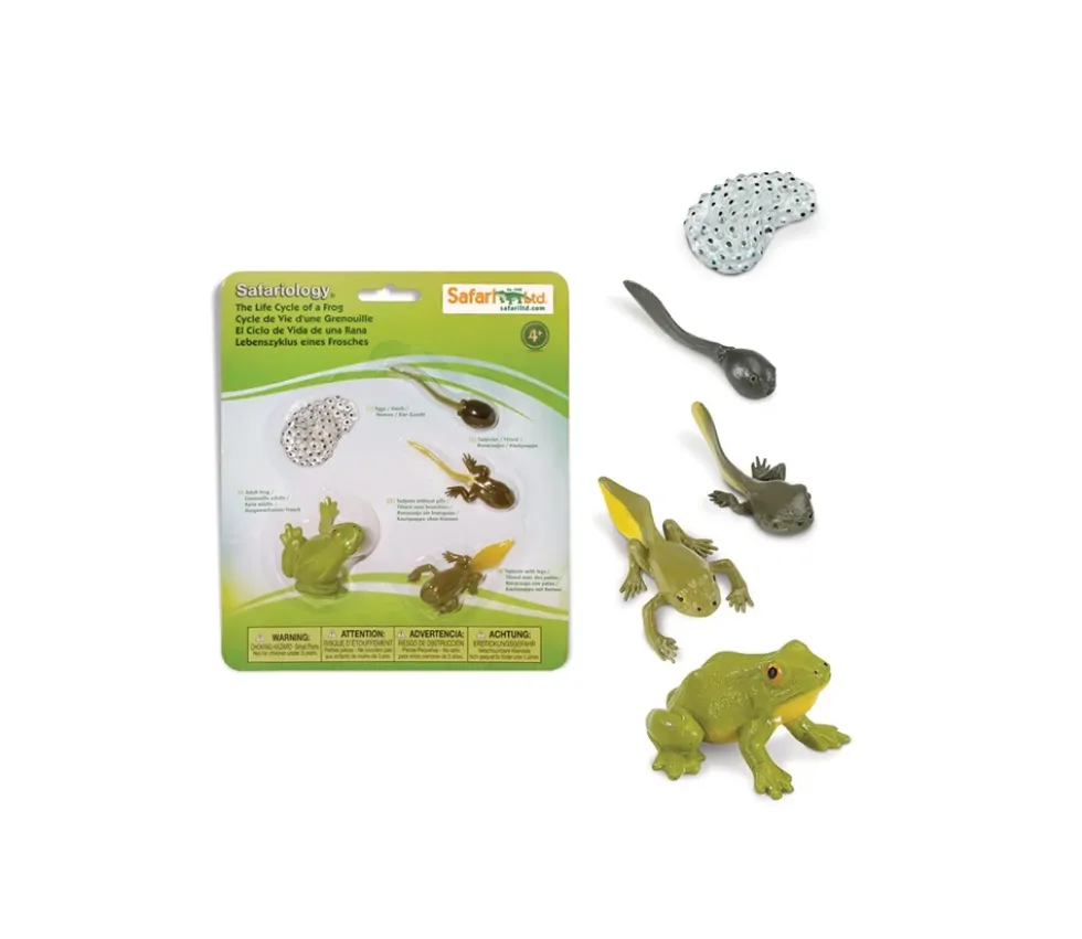 Cycle de la vie de la grenouille