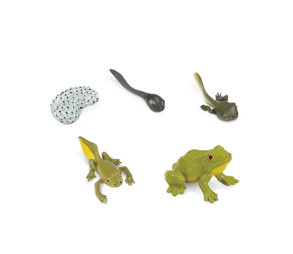 Cycle de la vie de la grenouille