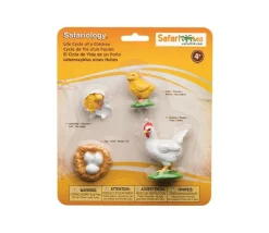 Cycle de la vie de l'oeuf à la poule