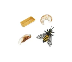 Cycle de la vie d'une abeille