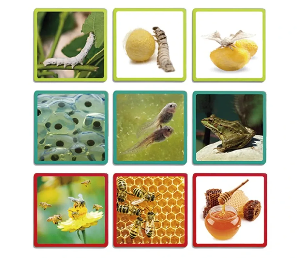 Cycle de vie - Maxi séquences nature - jeu