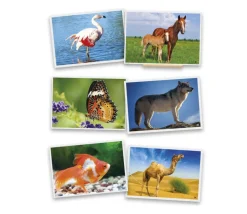 54 Fiches photos animaux pour jeux de langage