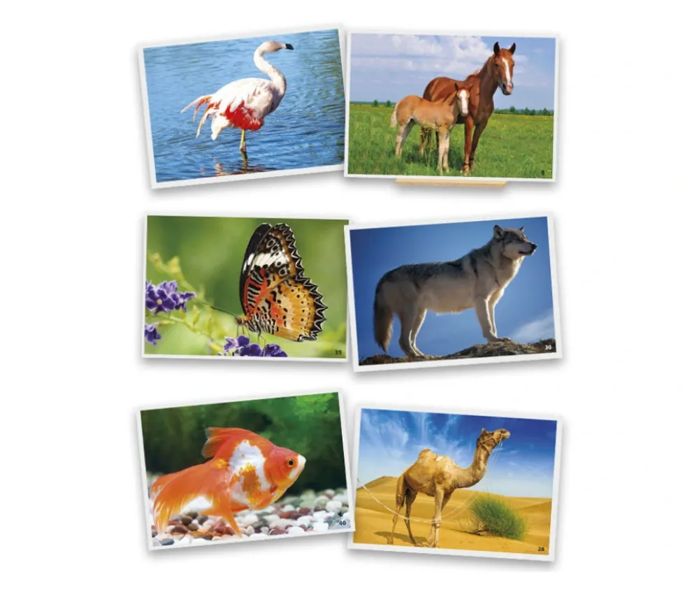 54 Fiches photos animaux pour jeux de langage