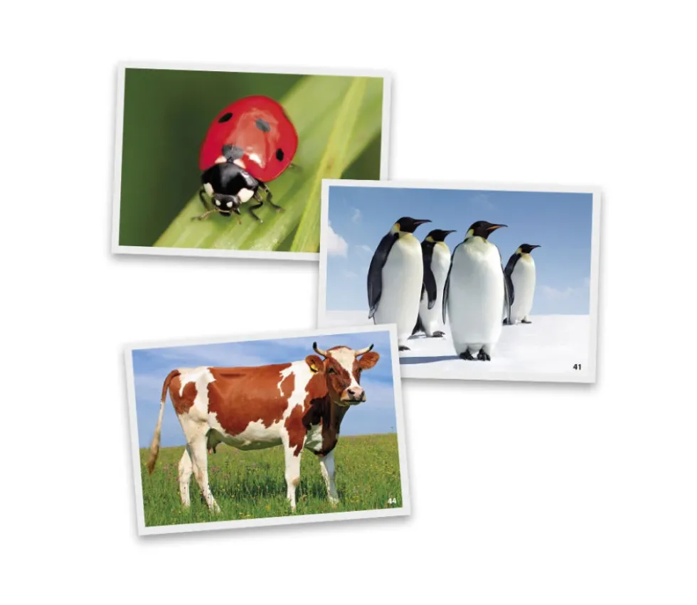 54 Fiches photos animaux pour jeux de langage