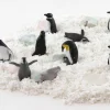 Figurines Pingouins 6 cm - 10 animaux dans un tube