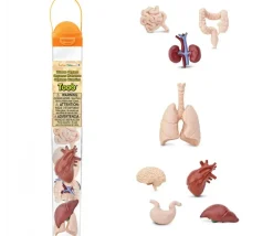 Organes Humains miniature environ 5 cm- tube de 8 pièces