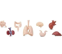Organes Humains miniature environ 5 cm- tube de 8 pièces
