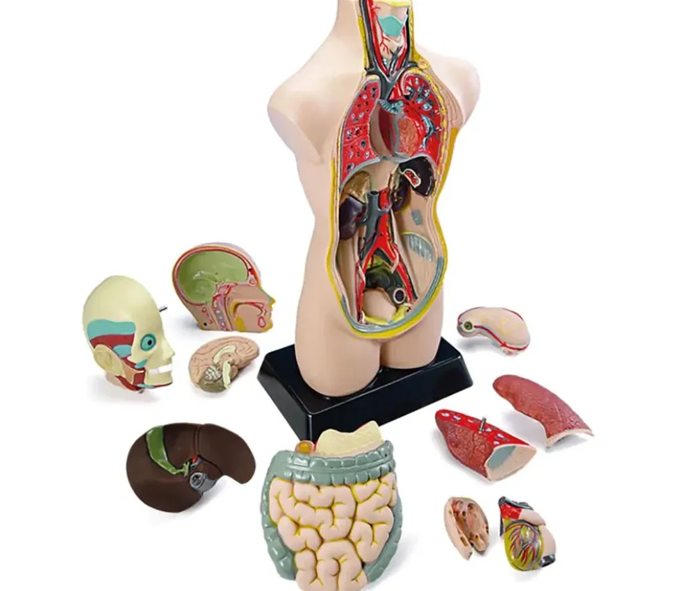 Set anatomie : Découverte du corps humain 50 cm